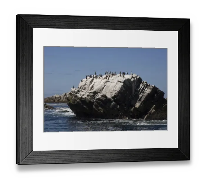 Framed Print : Kidney Island, East Falkland, Falkland Islands. Kidney Island is a small tussac-covered Framed Print : Kidney Island, East Falkland, Falkland Islands. Kidney Island is a small tussac-covered