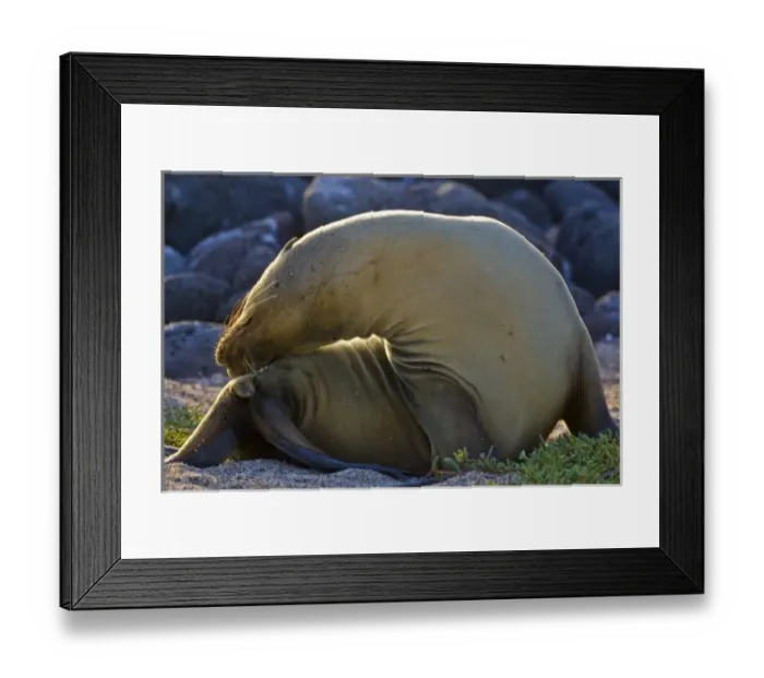 Framed Print : Ecuador. A Galapagos Sea Lion basks in the sun on North Seymour Island in the Galapagos Framed Print : Ecuador. A Galapagos Sea Lion basks in the sun on North Seymour Island in the Galapagos