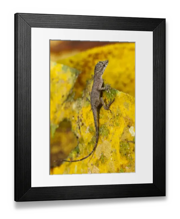 Framed Print : Central America, Ecuador Framed Print : Central America, Ecuador