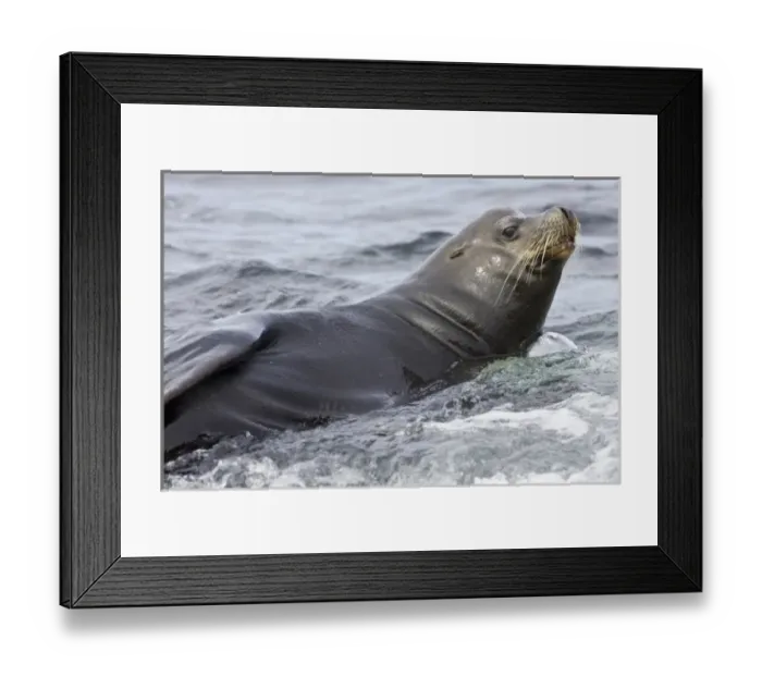 Framed Print : Ecuador. A male Galapagos Sea Lion, also known as beachmaster, surveys his harem Framed Print : Ecuador. A male Galapagos Sea Lion, also known as beachmaster, surveys his harem