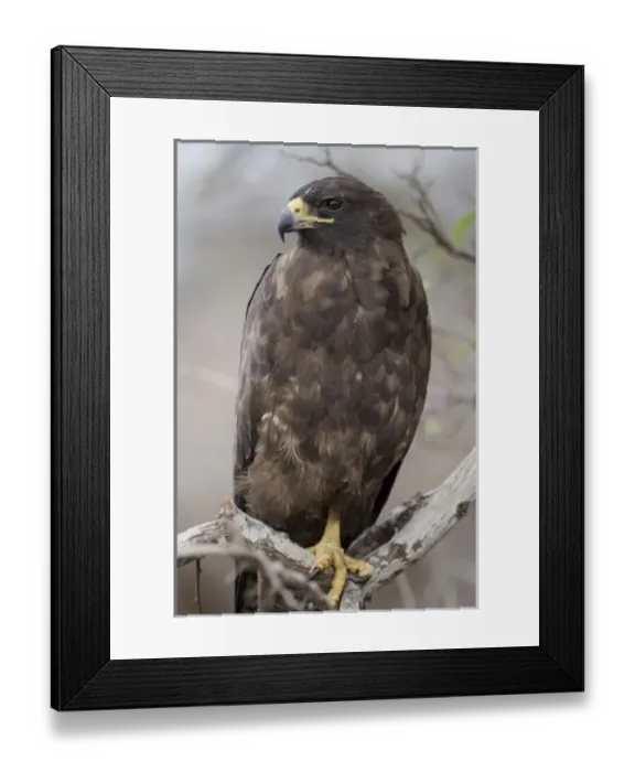 Framed Print : Central America, Ecuador Framed Print : Central America, Ecuador