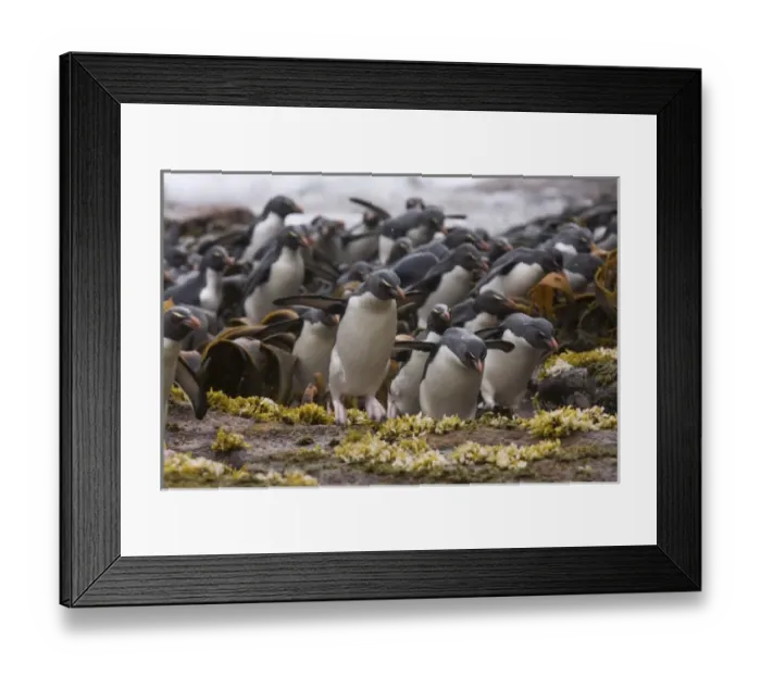 Framed Print : South America, Falkland Islands Framed Print : South America, Falkland Islands