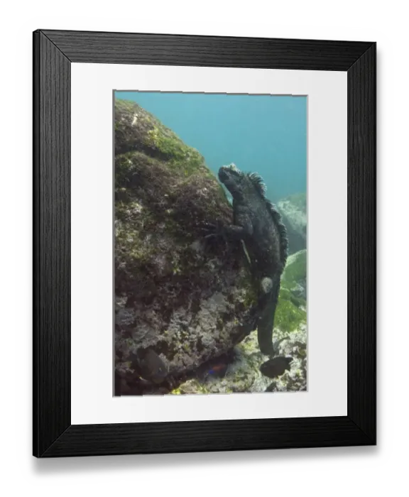 Framed Print : Marine Iguana (Amblyrhynchus cristatus) feeding underwater Cabo Douglas, Fernandina Island Framed Print : Marine Iguana (Amblyrhynchus cristatus) feeding underwater Cabo Douglas, Fernandina Island