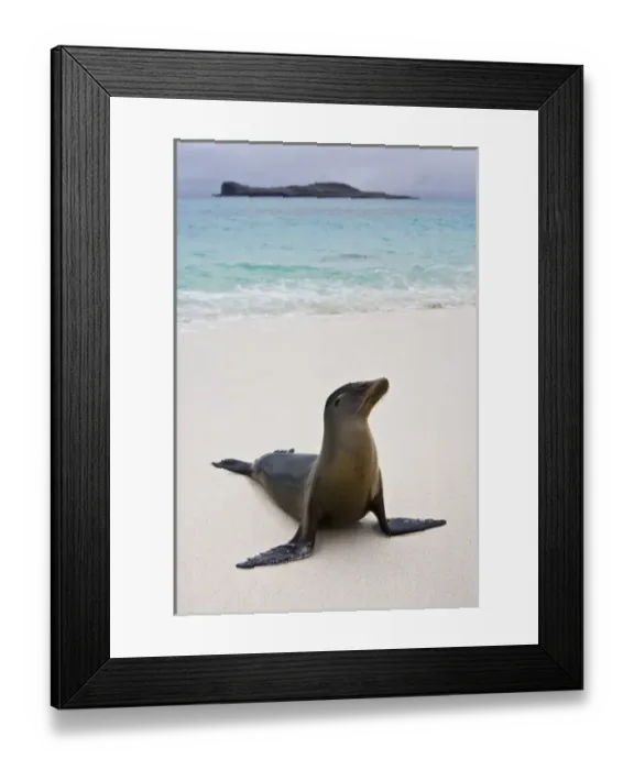 Framed Print : Ecuador. A sea lion poses on a beach in the Galapagos Islands Framed Print : Ecuador. A sea lion poses on a beach in the Galapagos Islands