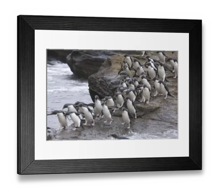 Framed Print : A flock of Rockhopper penguins hop out of the surf together as they arrive at their Framed Print : A flock of Rockhopper penguins hop out of the surf together as they arrive at their