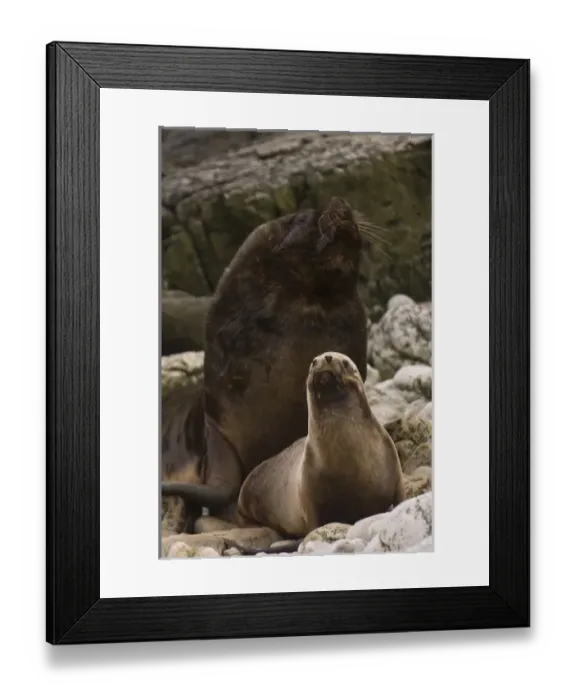 Framed Print : Southern Sealions (Otaria flavescens) Bull and female. Cape Dolphin designated Wildlife Sanctuary Framed Print : Southern Sealions (Otaria flavescens) Bull and female. Cape Dolphin designated Wildlife Sanctuary