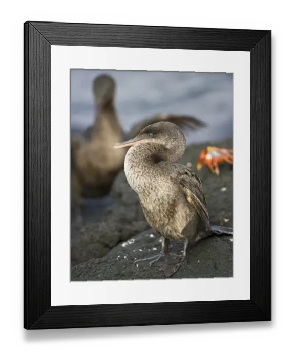Framed Print : Central America, Ecuador Framed Print : Central America, Ecuador