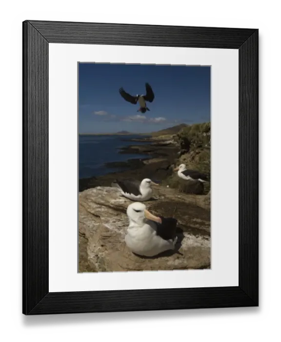 Framed Print : Black-browed Albatross (Thalassarche melanophrys) nesting colony, Keppel Island
