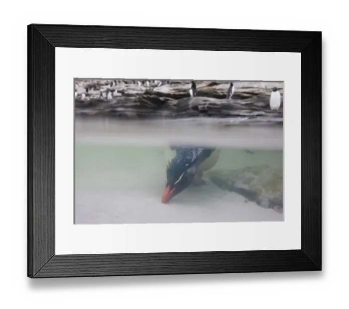 Framed Print : South America, Falkland Islands Framed Print : South America, Falkland Islands