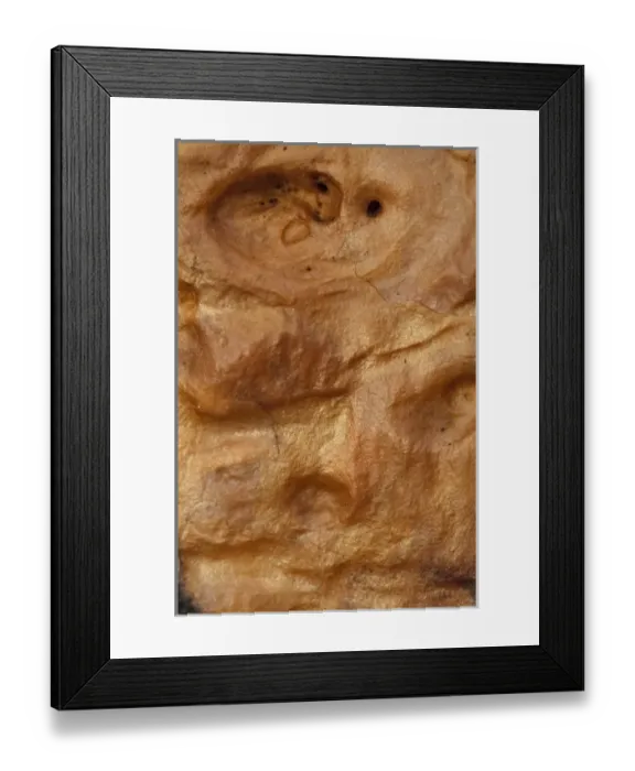 Framed Print : Giant Prickly Pear Cactus (Opuntia echios) Puerto Ayora, Santa Cruz Island. Galapagos Islands Framed Print : Giant Prickly Pear Cactus (Opuntia echios) Puerto Ayora, Santa Cruz Island. Galapagos Islands