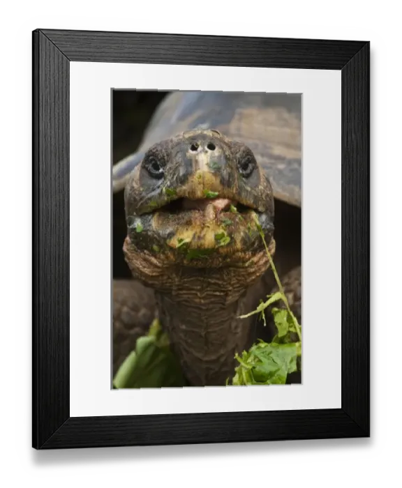 Framed Print : Central America, Ecuador Framed Print : Central America, Ecuador