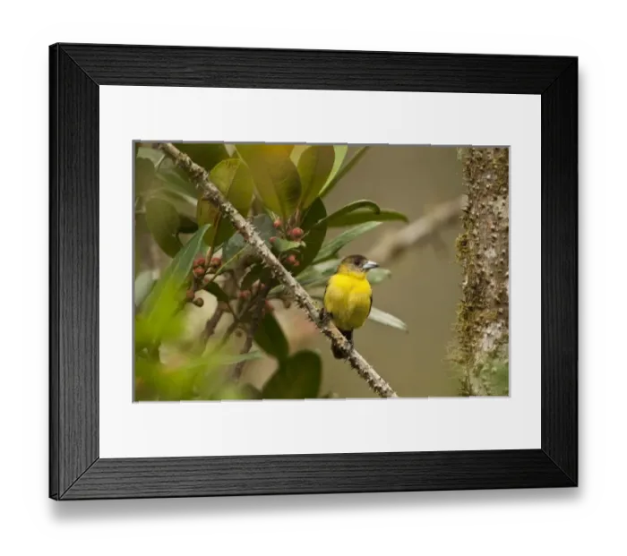 Framed Print : Lemon-rumped Tanager (Ramphocelus icteronotus) female, Mindo, Cloud Forest, West slope of Andes Framed Print : Lemon-rumped Tanager (Ramphocelus icteronotus) female, Mindo, Cloud Forest, West slope of Andes
