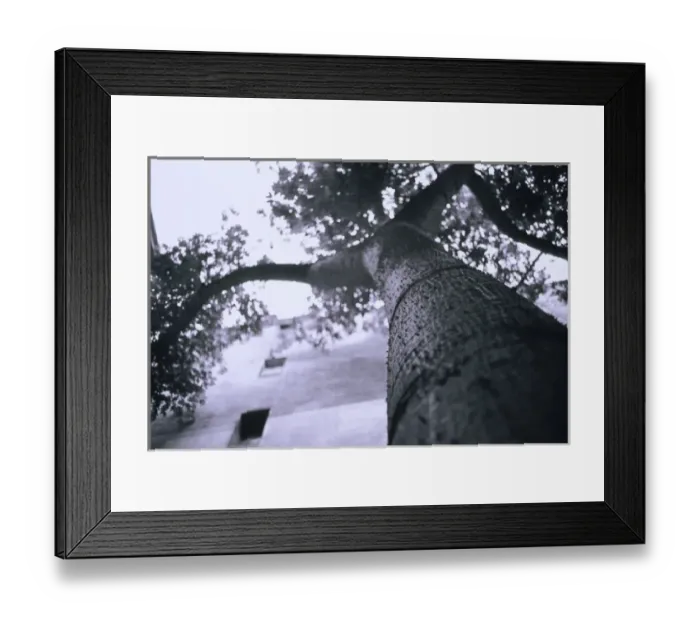 Framed Print : South America, Argentina, Buenos Aires, San Telno. Knobby Tree Framed Print : South America, Argentina, Buenos Aires, San Telno. Knobby Tree
