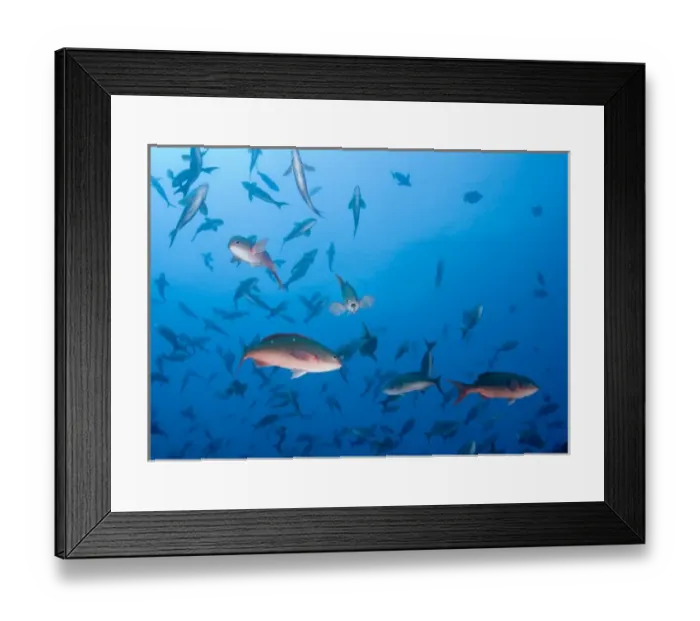 Framed Print : Ecuador, Galapagos Islands, Darwin Island, Underwater view of schooling Pacific Creolefish Framed Print : Ecuador, Galapagos Islands, Darwin Island, Underwater view of schooling Pacific Creolefish
