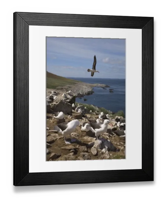Framed Print : Black-browed albatross sore over the largest colony of black-browed albatross in the world Framed Print : Black-browed albatross sore over the largest colony of black-browed albatross in the world