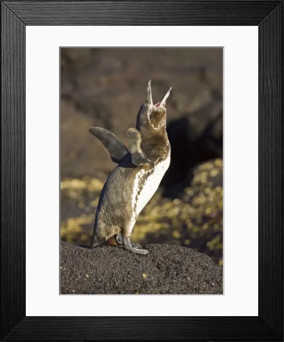 Framed Print : Central America, Ecuador