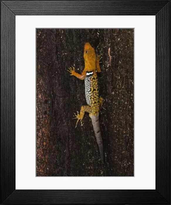 Framed Print : O Shaughnessys Gecko (Gonatodes concinnatus) Diurnal dwarf gecko, Napo River Framed Print : O Shaughnessys Gecko (Gonatodes concinnatus) Diurnal dwarf gecko, Napo River