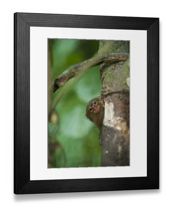 Framed Print : Pygmy Marmoset (Cebuella pygmaea), Napo River bordering Yasuni National Park, Amazon Rain Forest