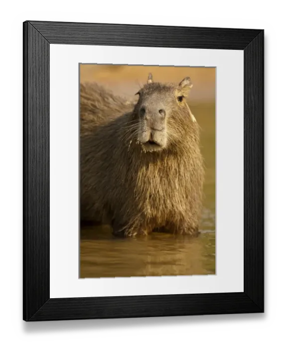Framed Print : South America, Brazil Framed Print : South America, Brazil