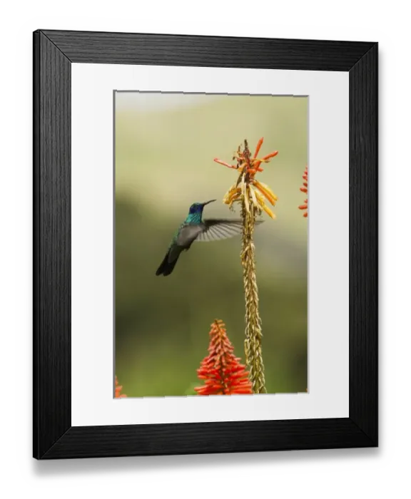 Framed Print : Central America, Ecuador Framed Print : Central America, Ecuador