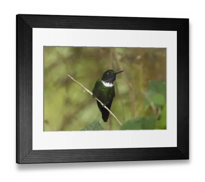 Framed Print : Central America, Ecuador Framed Print : Central America, Ecuador