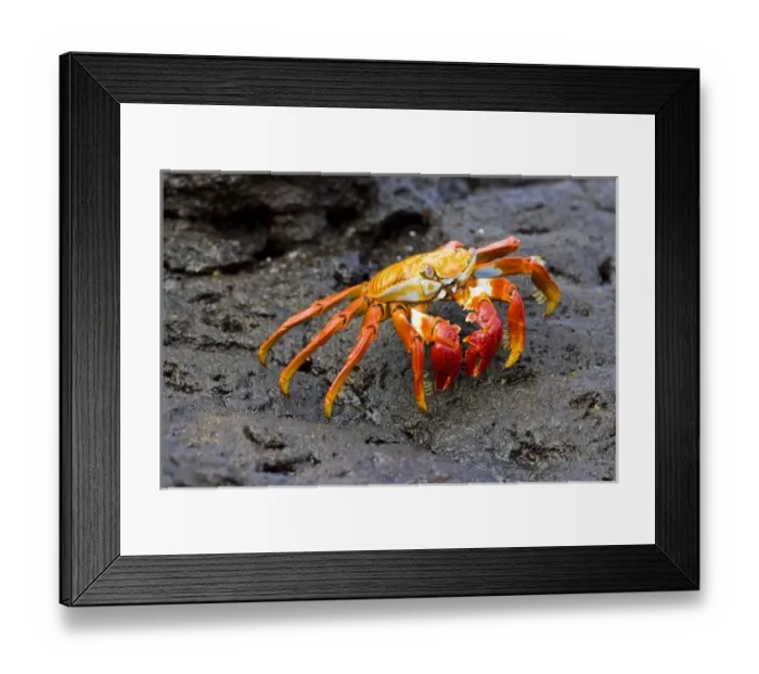Framed Print : Ecuador. A Sally Lightfoot Crab, with its brilliantly colored carapace, is one of Framed Print : Ecuador. A Sally Lightfoot Crab, with its brilliantly colored carapace, is one of