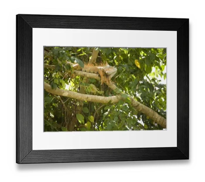 Framed Print : Central America, Belize
