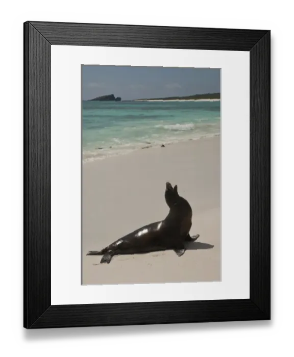 Framed Print : Galapagos Sealion (Zalophus wollebaeki)