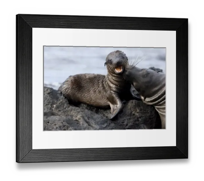 Framed Print : Ecuador, Galapagos Islands National Park, Isabella Island, Galapagos Sea Lion pup Framed Print : Ecuador, Galapagos Islands National Park, Isabella Island, Galapagos Sea Lion pup