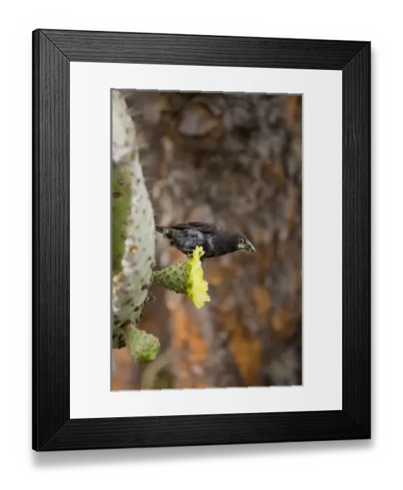 Framed Print : Central America, Ecuador Framed Print : Central America, Ecuador