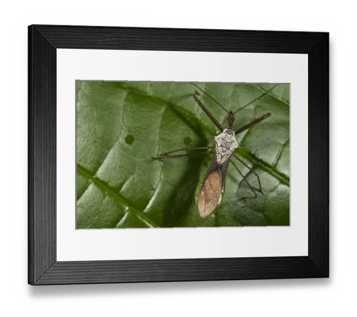 Framed Print : Assassin Bug (Reduviidae), Napo River bordering Yasuni National Park, Amazon Rainforest Framed Print : Assassin Bug (Reduviidae), Napo River bordering Yasuni National Park, Amazon Rainforest