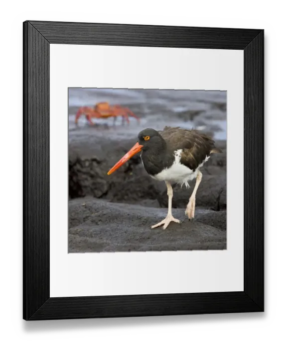 Framed Print : Galapagos Oystercatcher. Galapagos Islands. Ecuador Framed Print : Galapagos Oystercatcher. Galapagos Islands. Ecuador