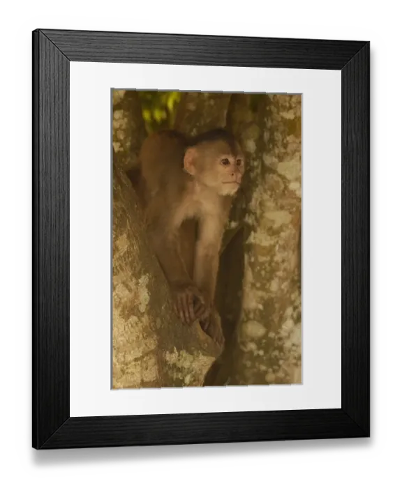 Framed Print : White-fronted capuchin monkey (Cebus albifrons) on a tree, Puerto Misahualli, Amazon rain forest Framed Print : White-fronted capuchin monkey (Cebus albifrons) on a tree, Puerto Misahualli, Amazon rain forest