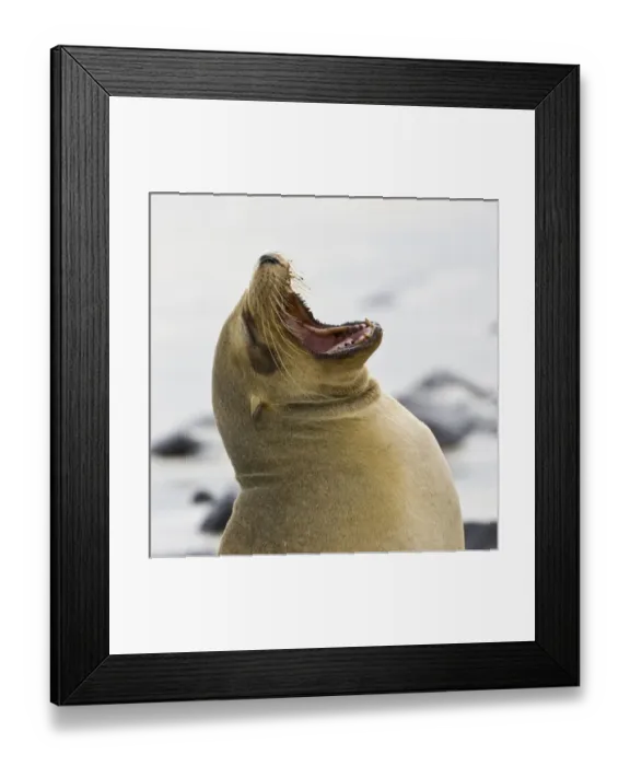 Framed Print : Central America, Ecuador Framed Print : Central America, Ecuador