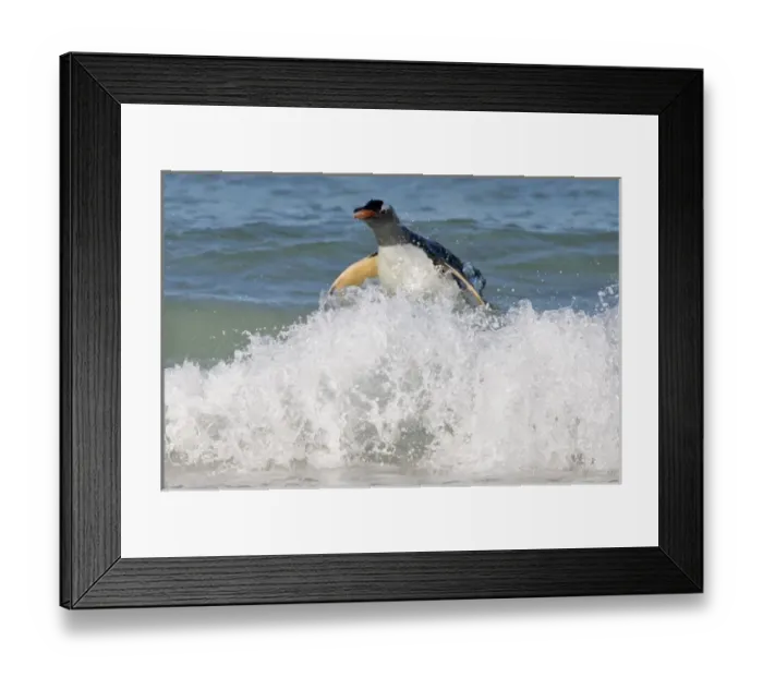 Framed Print : Falkland Islands, Saunders Island. A gentoo penguin emerges from the surf onto a beach Framed Print : Falkland Islands, Saunders Island. A gentoo penguin emerges from the surf onto a beach