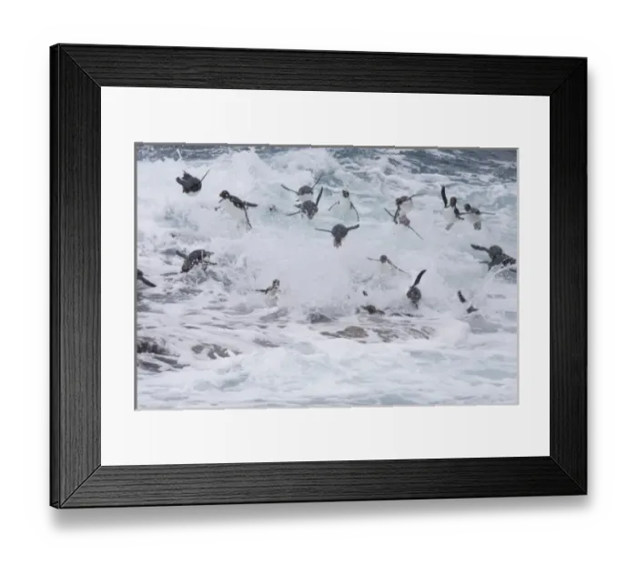 Framed Print : A flock of Rockhopper penguins launch out of the surf together as they arrive