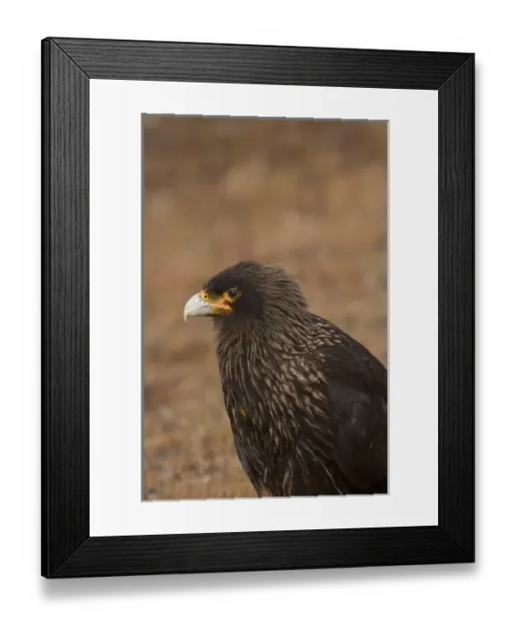 Framed Print : A striated Caracara or Johnny Rook as they are known by Falkland sheep farmers used