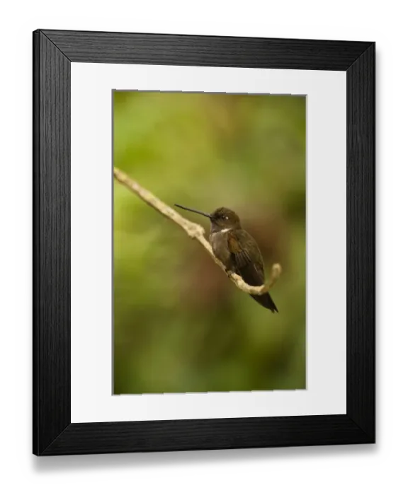 Framed Print : Central America, Ecuador Framed Print : Central America, Ecuador