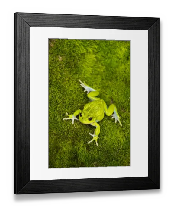 Framed Print : Central America, Ecuador Framed Print : Central America, Ecuador