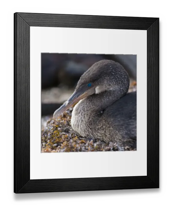 Framed Print : Ecuador. Flightless Cormorant sitting on a nest of seaweed on Fernanadina Island in the Galapagos Framed Print : Ecuador. Flightless Cormorant sitting on a nest of seaweed on Fernanadina Island in the Galapagos