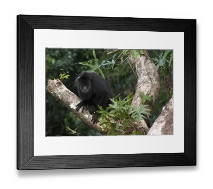 Framed Print : Central America, Belize