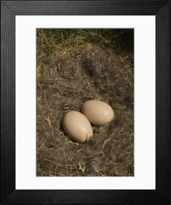 Framed Print : Ruddy-headed Goose nest (Chloephaga rubidiceps), Keppel Island, Falkland Islands Framed Print : Ruddy-headed Goose nest (Chloephaga rubidiceps), Keppel Island, Falkland Islands