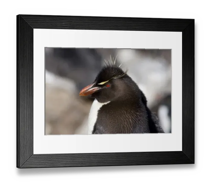 Framed Print : South America, Falkland Islands Framed Print : South America, Falkland Islands
