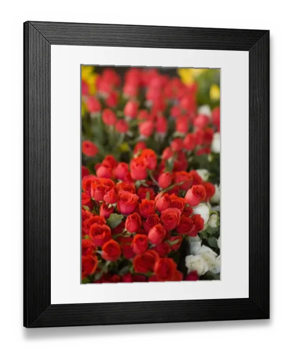 Framed Print : Weekly Friday fruit & vegetable market. Southern Zone of Rio De Janeiro, Praca General Osorio Framed Print : Weekly Friday fruit & vegetable market. Southern Zone of Rio De Janeiro, Praca General Osorio