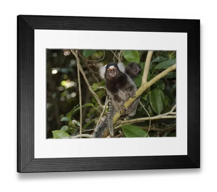 Framed Print : South America, Brazil Framed Print : South America, Brazil