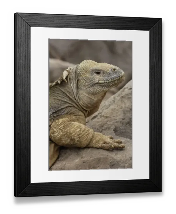 Framed Print : Central America, Ecuador Framed Print : Central America, Ecuador