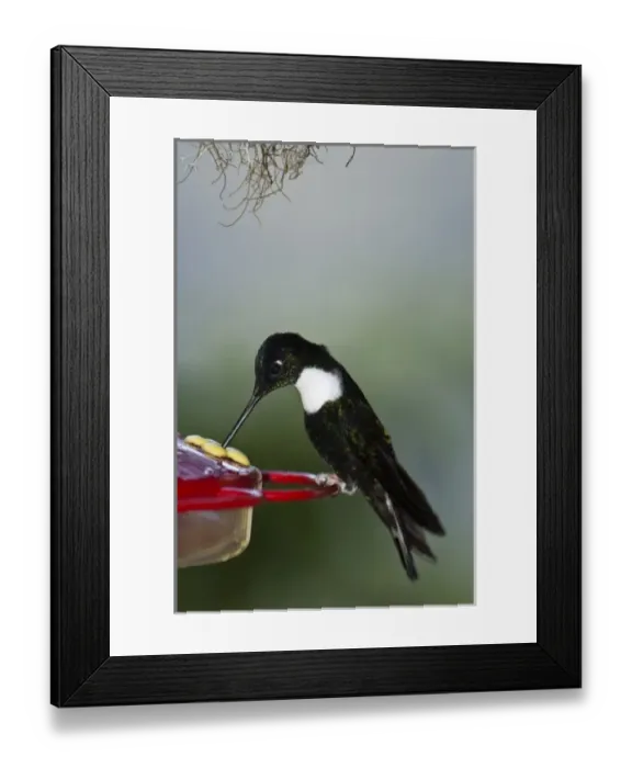 Framed Print : Central America, Ecuador Framed Print : Central America, Ecuador