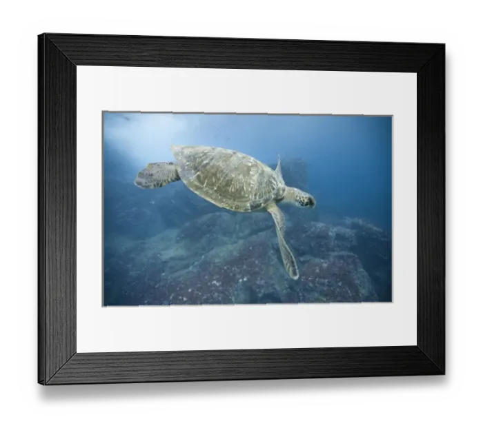 Framed Print : Ecuador, Galapagos Islands, Darwin Island, Underwater view of Pacific Sea Turtle