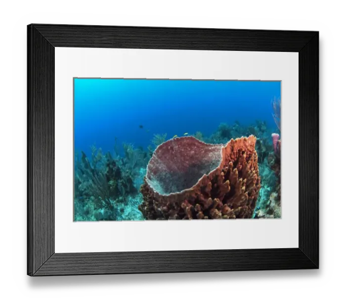 Framed Print : Giant Barrel Sponge (Xestospongia muta) Coral Reef Island, Belize Barrier Reef. Second Framed Print : Giant Barrel Sponge (Xestospongia muta) Coral Reef Island, Belize Barrier Reef. Second