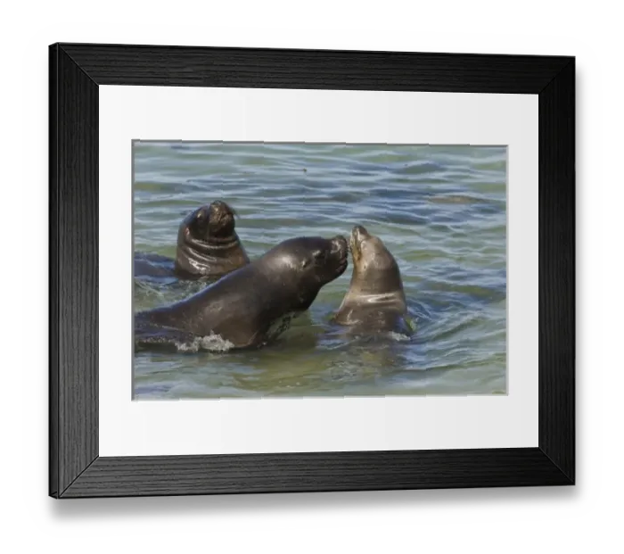 Framed Print : Southern Sealions (Otaria flavescens) Kidney Island, East Falkland, Falkland Islands